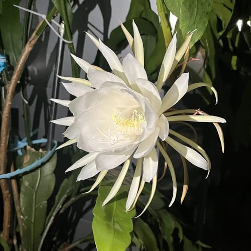 50 pcs Epiphyllum Oxypetalum Pflanze Samen, kaktus samen gartenpflanzen, kakteen samen topfpflanzen draußen winterhart, bio saatgut wildblumensamen blumensamen geschenk garten geschenke