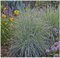 1 x Schizachyrium scoparium 'Twilight Zone’ im 1 Liter Topf (Ziergras/Gräser/Winterhart/Mehrjährig/Staude) Kleines Präriegras - Mystische Farben für zauberhafte Beete - von Stauden Gänge