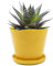 Chive « Tika » Pots de Fleurs en céramique – Jolis Pots pour Fleurs et Plantes d'intérieur et d'extérieur – Grand (12,7 cm) – Jaune des prés