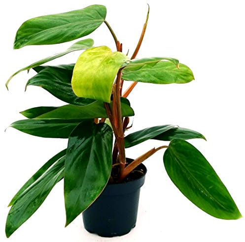 POWERS TO FLOWERS - PHILODENDRON, PHYLODENDRON, MONSTERA RED WINGS, pianta vera