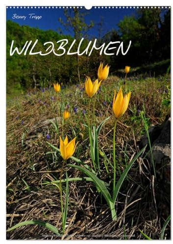 WILDBLUMEN (Wandkalender 2026 DIN A2 hoch), CALVENDO Monatskalender: Schönheiten der europäischen Flora im Bild (CALVENDO Orte)