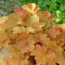 Purpurglöckchen Caramel - Heuchera - Für Beet, Kübel und Steingarten - winterhart und mehrjährig - 1 Pflanze im 9 cm Topf von Garten Schlüter - Pflanzen in Top-Qualität