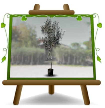 EURO PLANTS VIVAI Olivo Ascolana Olivi da Tavola Olivi in Vaso Frutto Antico Altezza 160~180 cm Età 4 Anni Vaso 22 cm