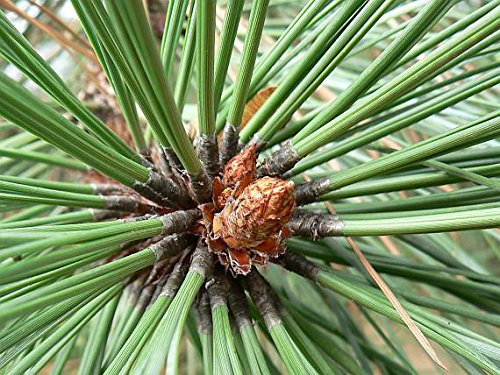 10 semi - Pinus aristata - Pini - coda di volpe Pine - Hickory Pine