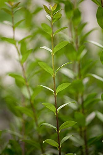 Ligustrum vulgare 'Atrovirens' 150-175 cm - Gewöhnlicher Liguster, immergrün, ideal für Hecken, schnittverträglich, winterhart