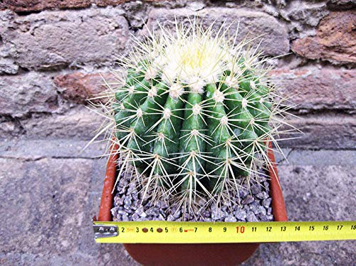 Echinocactus grusonii 15 cm, cactus, plante succulente