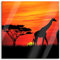 Pixxprint Glasbild, Wandbild auf Echtglas, Afrika Giraffen im Sonnenuntergang, 40x40 cm, inkl. Aufhängung und Abstandshalter