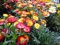 250 Helichrysum Bracteatum Straw Flower Swiss Giant Mixed Seeds - 250 Seeds