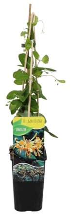 Bloomique - Lonicera Tellmanniana - Strauchgeißblatt - Orange - Kletterpflanzen - Gartenpflanzen - Winterhart - Topf 15 cm - 70-80 cm hoch
