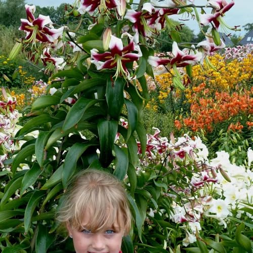 Beverly Dreams Riesenlilien (3 Zwiebeln), Winterharte Blumenzwiebeln aus Holland zum Garten-Pflanzen (große Knollen, kein Samen, nicht künstlich) (Beverly Dreams)