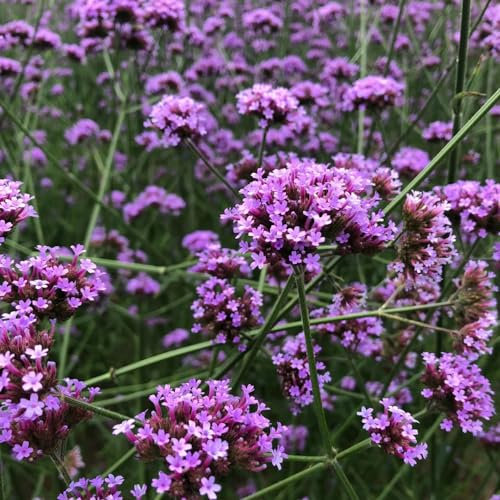 50 pcs eisenkraut samen eisenkraut blumenwiese samen mehrjährig winterharte stauden samen saatgut pflanzen garten bio saatgut stauden winterhart mehrjährig geschenk schnittblumen