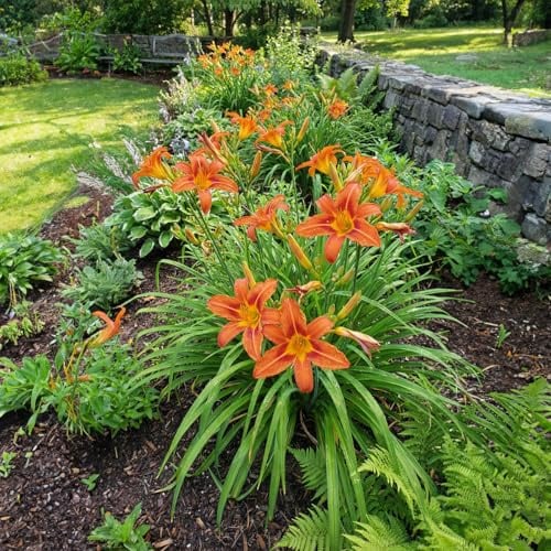 Bloomique - 3er - Set - Hemerocallis Sammy Russell - Taglilie - Reichblühend - Winterhart - Mehrjährig - Höhe 10-20 cm - 9 - cm - Topf