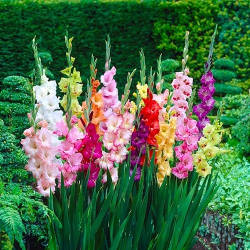 GLADIOLUS Lökar | Lökar från de bästa nederländska odlarna | Exklusivt urval och kvalitetskontroll | Garanterad blomning från första året (10 Gladiolus MIX)