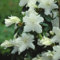 1 x Azalea 'Geisha White', pianta sempreverde giapponese resistente, in vaso.