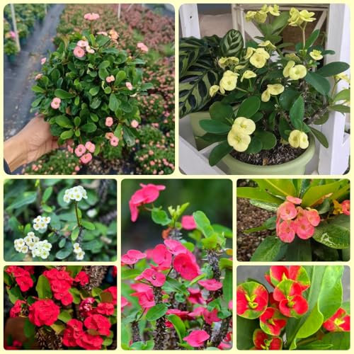 Christusdorn Samen, Euphorbia milii, balkonpflanzen winterhart Christusdorn Pflanze Kaufen, blühende zimmerpflanzen exotische pflanzen winterhart grünpflanzen, balkonpflanzen pflanzen 50pcs