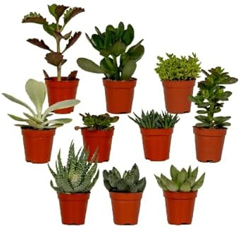 Sukkulenten Mix Verschiedene Arten Aloe Vera, 10 Pflanzen Ø5,5 cm 7 cm