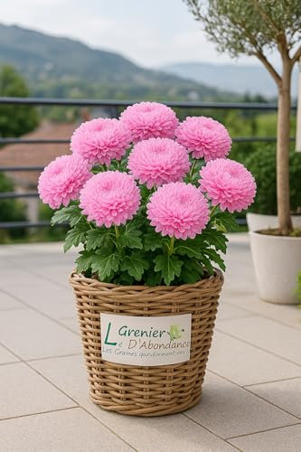 100 semillas para sembrar - El ático de abundancia - Reina Margarita Gigante Tall Giant Princess - Callistephus Chinensis Tall Giant Princess