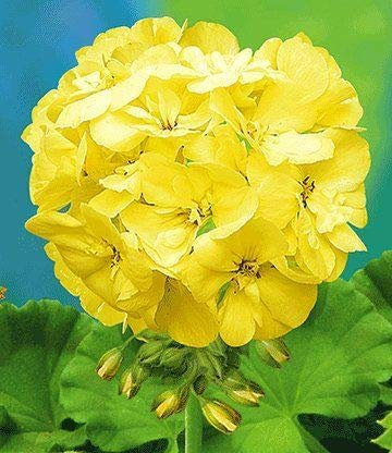 Genipap 20 semillas de geranio amarillo