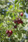 Kirschpflaume Prunus cerasifera Pflanze 5-10cm Myrobalane Türkenkirsche Pflaume