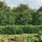 GuyAna Maschendrahtzaun mit Bodenhülsen Zaunelemente Weidezaun Zaunpfosten Metall Gartenzaun Metall Bauzaun Metall Grün 2x25 m 154110