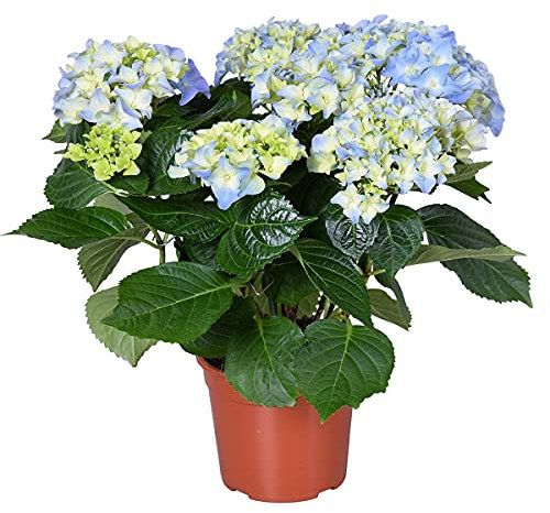 Hydrangea macrophylla 'Early Blue' - Bauernhortensie - Strauch - Winterhart - ⌀14 cm - 30-40 cm