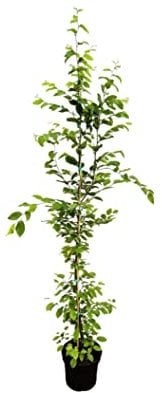 Carpinus betulus Hainbuche,winterhart, deutsche Baumschulqualität, im Topf für optimales anwachsen