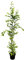 Carpinus betulus Hainbuche,winterhart, deutsche Baumschulqualität, im Topf für optimales anwachsen