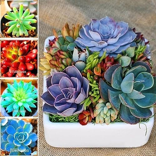 PERZOE 500 Stück Sukkulenten-Samen, dekorative Topf-Bonsai-Hausgarten-Balkon-Dekoration Sukkulenten Samen 500 Stück