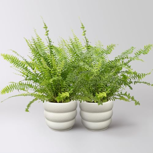 Schwertfarn 'Green Lady', Topf-Ø 12cm, im Keramiktopf Byron, 2 Pflanzen