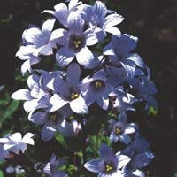 - Semillas Campanula Cottage Mixtos
