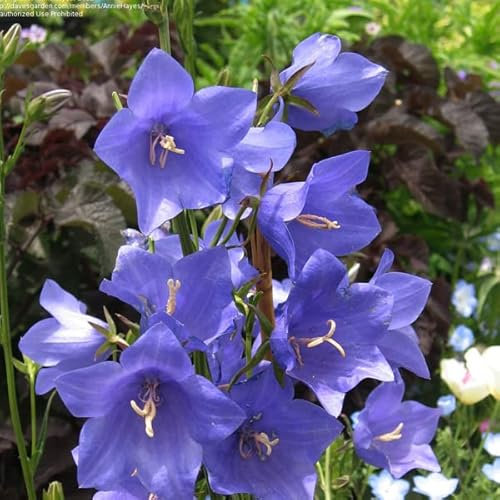 6 x Campanule à feuilles de pêcher 'Telham Beauty' - Campanula Persicifolia - Godet 9x9cm - Fleurs bleu céleste, gracieuse