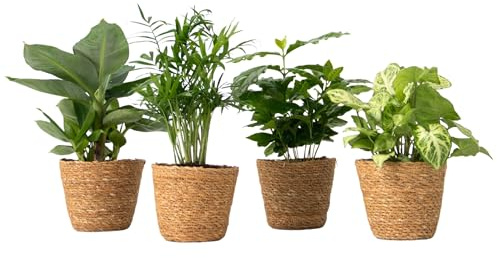 Plant in a Box - Budget-Mix aus 4 luftreinigenden Zimmerpflanzen im dekorativen Korb - Musa - Chamaedorea - Syngonium - Coffea - Topf 12cm - Höhe 25-40cm