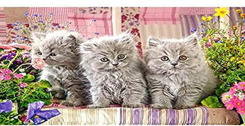 Castorland B-030330 Three Grey Kittens, 300 Teile Puzzle, bunt