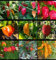 Lote de semillas de chiles picantes,9 variedades,90 semillas(pack 2)