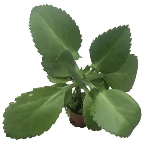 Kalanchoe Daigremontiana Planta Regeneradora Ayuda a tu Cuerpo a Regenerarse con esta Planta Viva