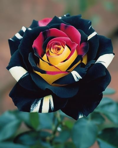 Rosa Rara - Arbusto de rosa perenne resistente - Rizomas bien desarrollados - De fragancia intensa - Ideal para macetas y plantación en suelo-1 root-F