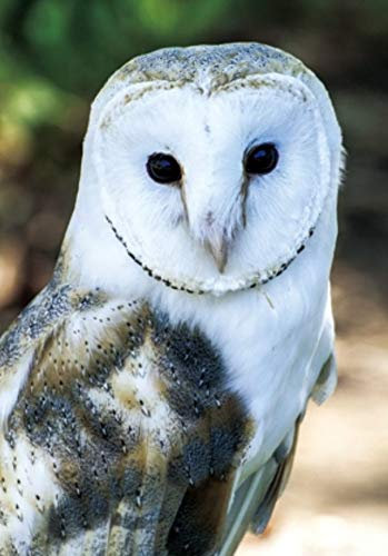 3 D Ansichtskarte Schleiereule Postkarte Wackelkarte Hologrammkarte Tiere Eule Vogel Greifvogel