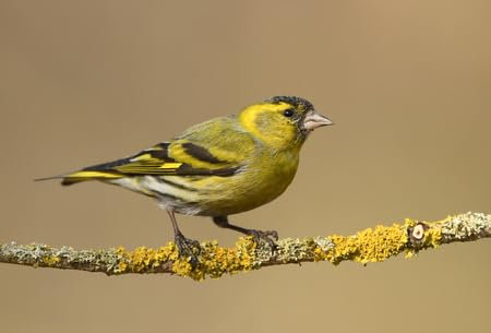 adrium Acryl-Bild 70 x 50 cm: Zeisig (Carduelis spinus) (101258996)