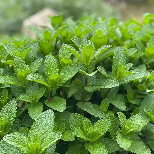250 pz Semi di erba gatta perenne - Nepeta cataria - orto, aiuola rialzata Semi di erba gatta pianta di erba gatta piante resistenti per giardino, semi di piante da interno Erbe medicinali,
