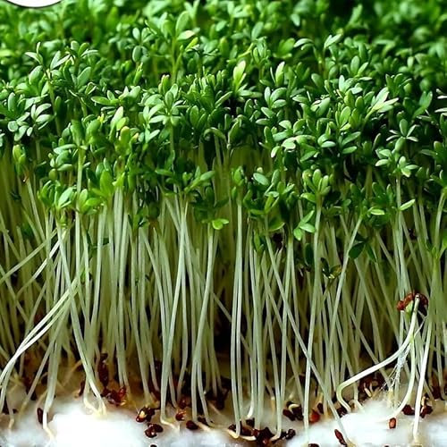 Cress - 10 000 Seeds + freebie + Plant tag (Lepidium sativum)
