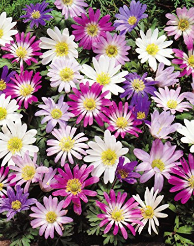 Anemonen Zwiebeln blanda gemischt (100 Blumenzwiebeln)