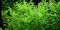 PondPlantsUK Hygrophila Difformis - submerged - Aquarium 10 Strands