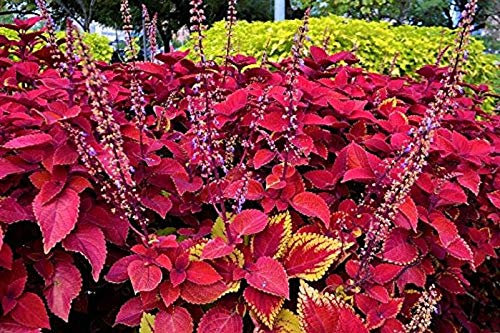 Stk - 30x Drachen Hybrid coleus Plectranthus scutellarioides Samen A117 - Seeds & Plants Shop by Ipsa