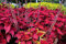 Stk - 30x Drachen Hybrid coleus Plectranthus scutellarioides Samen A117 - Seeds & Plants Shop by Ipsa