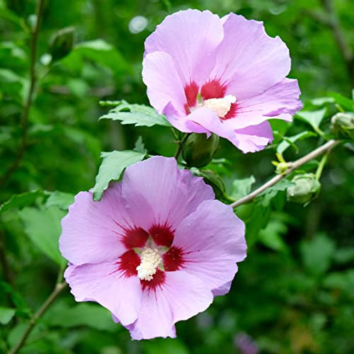 Hibiscus syriacus 'Woodbridge' von Intragarten rosa Garteneibisch im Topf