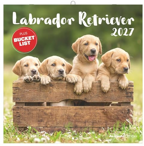 Labrador Retriever 2027: Wandkalender 30x30 cm (30x60 cm geöffnet) mit Notizkalendarium, 12 Hundefotografien und Bucket-List