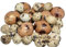 RiloStore 32 STK Ostereier zum basteln Deko Mix 24 Wachteleier Natur + 8 Hühnereier braun Gold Farben Osterdeko basteln o924 Ostern Dekoeier Eier Wachtel Huhn