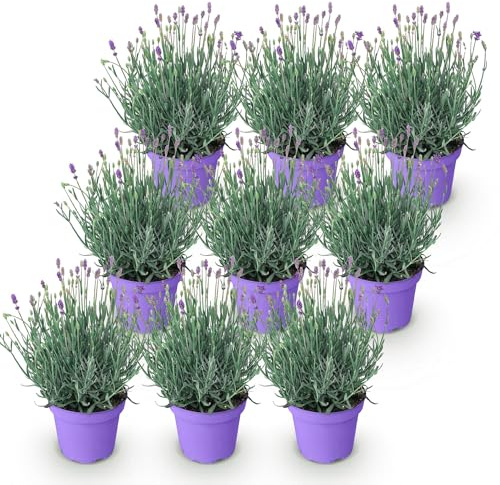 GreenboutiQ - Gartenpflanze - Lavandula angustifolia Munstead - Lavendel - Winterhart - Lila - 9 Pflanzen - Topf 12cm - Höhe 15-25cm