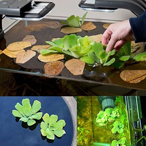 TOYHEART Semi di Fiori Premium da 50 Pezzi, Semi di Pistia Semi Galleggianti di Giacinto d'Acqua Verde Resistenti al Freddo per La Casa Semi di Pistia