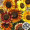 Benoon Graines De Tournesol, 100 Pièces/Sac Graines De Tournesol Parfumées à Croissance Rapide Couleurs Mélangées Couleur Mélangée Helianthus Annuus Graines De Fleurs Pour Jardin Graines de tournesol